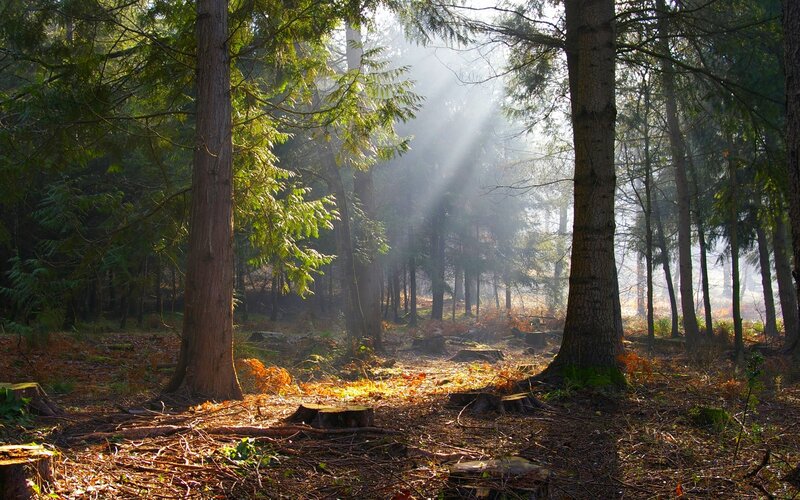 Sunlight Through Forest — Green, Serene, Morning, Photograph, Trees, Forest Floor, Sunbeams