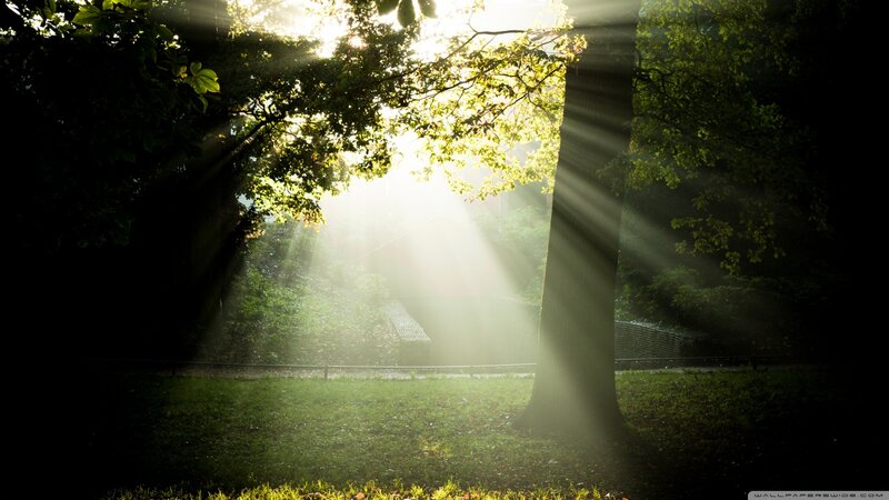 Sunlight Through Forest — Green, Serene, Morning, Photograph, Trees, Grass, Bench