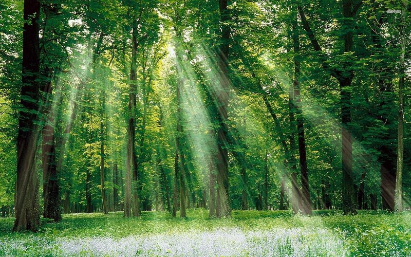 Sunlight Through Forest — Green, Serene, Morning, Photograph, Trees, Grass, Flowers, White, Brown