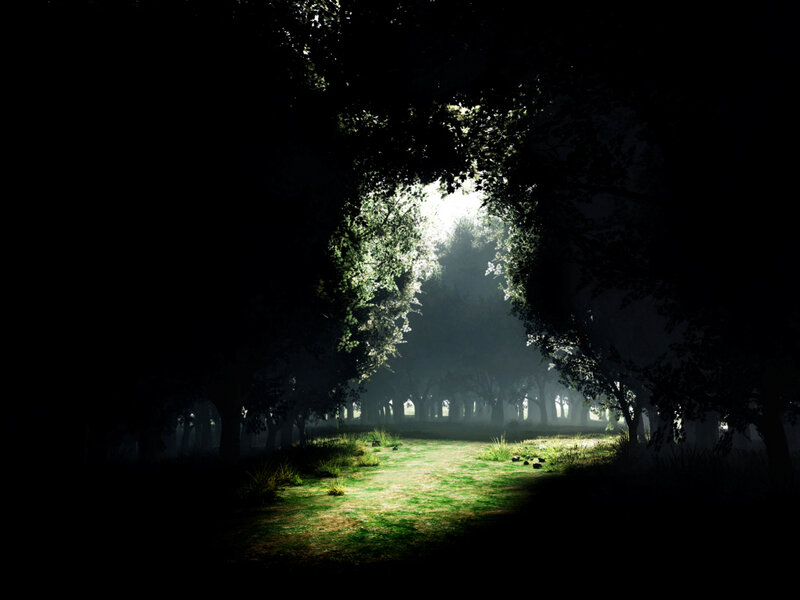 Sunlight Through Forest — Green, Serene, Morning, Photograph, Trees, Grass, Fog, Black