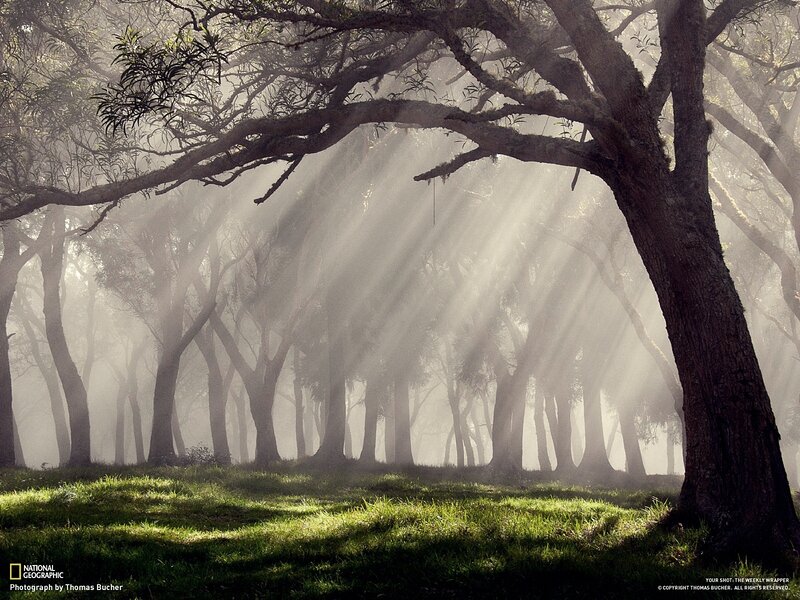 Sunlight Through Forest — Green, Serene, Morning, Photograph, Trees, Grass, Fog
