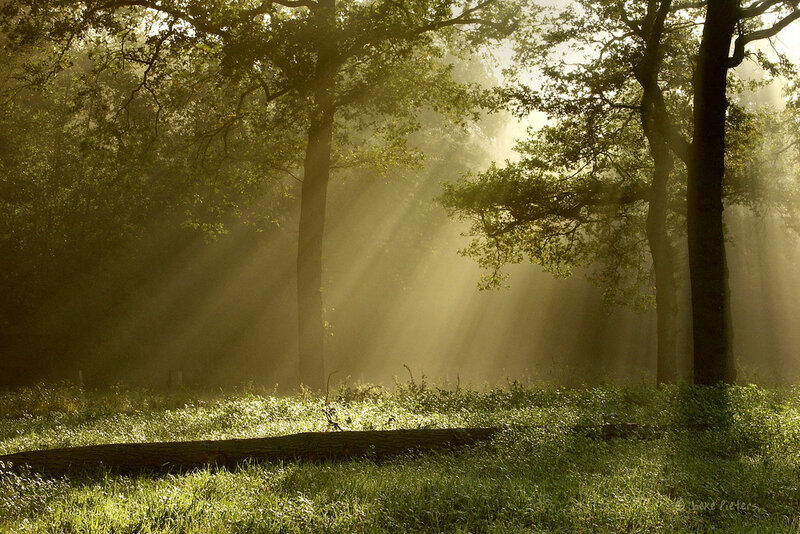 Sunlight Through Forest — Green, Serene, Morning, Photograph, Trees, Grass, Log