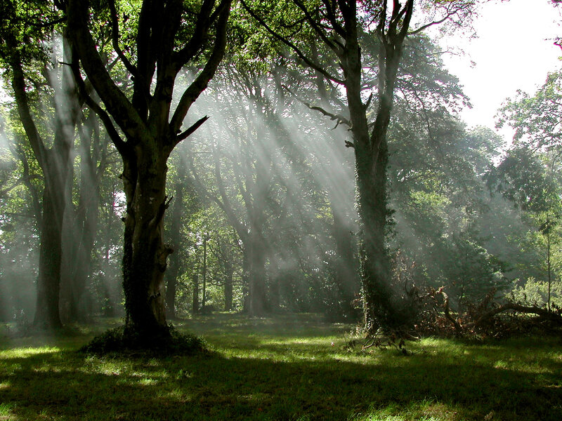 Sunlight Through Forest — Green, Serene, Morning, Photograph, Trees, Grass, Mist, Brown, White