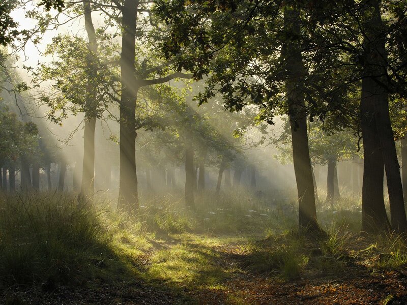 Sunlight Through Forest — Green, Serene, Morning, Photograph, Trees, Grass, Mist, Brown, Yellow
