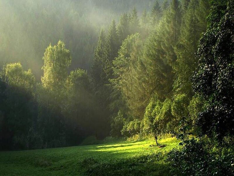 Sunlight Through Forest — Green, Serene, Morning, Photograph, Trees, Grass, Mist, Yellow