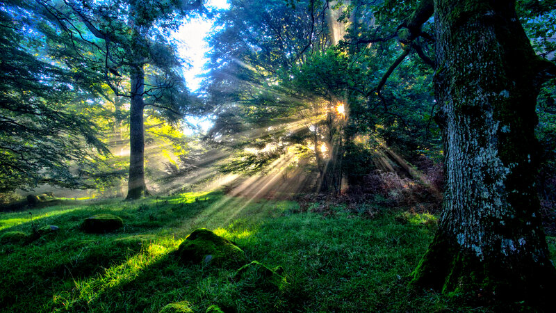 Sunlight Through Forest — Green, Serene, Morning, Photograph, Trees, Grass, Moss