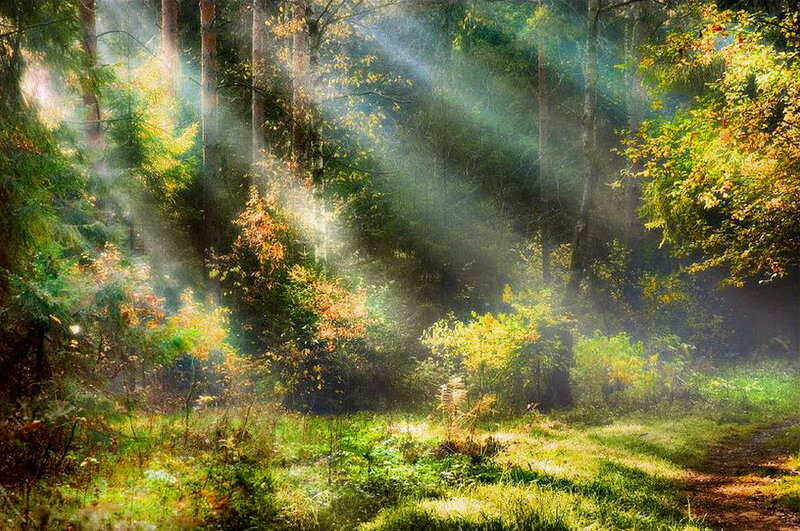 Sunlight Through Forest — Green, Serene, Morning, Photograph, Trees, Grass, Path