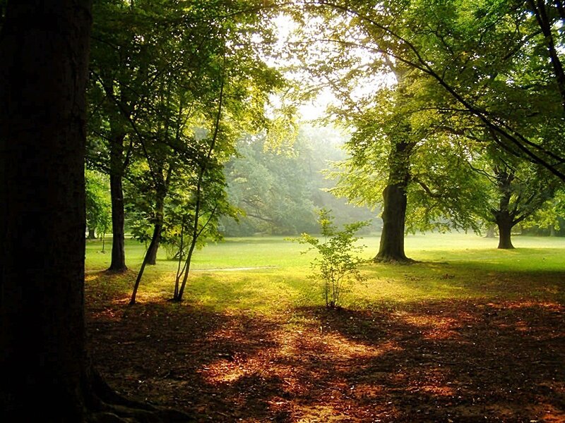 Sunlight Through Forest — Green, Serene, Morning, Photograph, Trees, Grass, Shadows, Brown