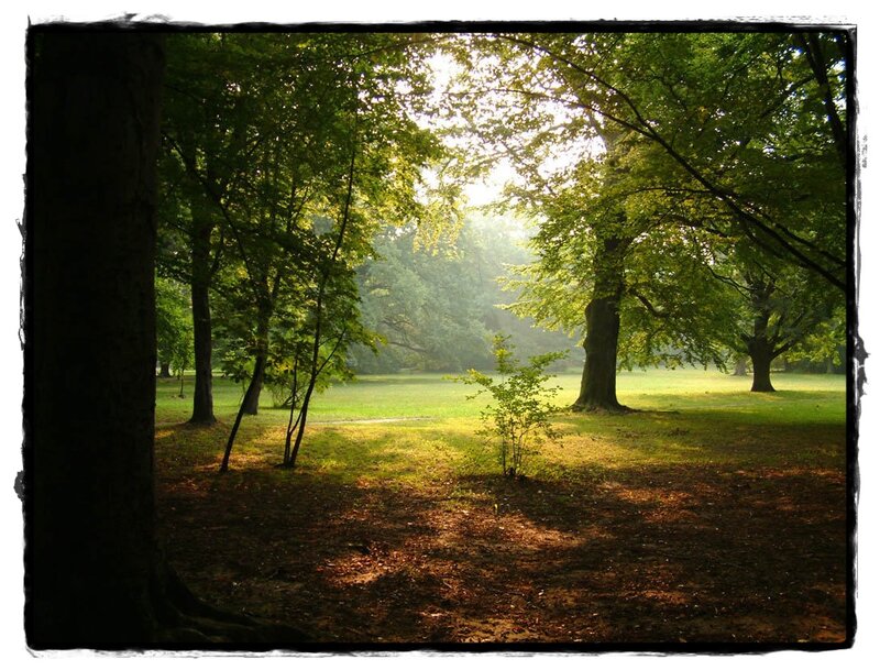 Sunlight Through Forest — Green, Serene, Morning, Photograph, Trees, Grass, Shadows