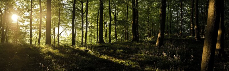 Sunlight Through Forest — Green, Serene, Morning, Photograph, Trees, Grass, Sun, Brown, Yellow