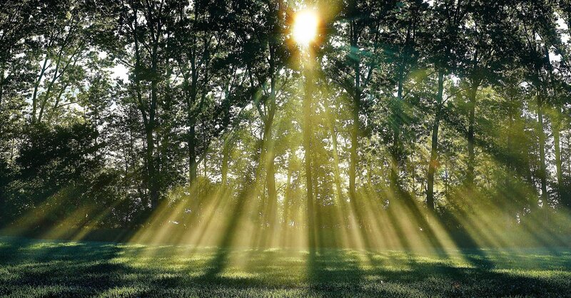 Sunlight Through Forest — Green, Serene, Morning, Photograph, Trees, Grass, Sun, Yellow