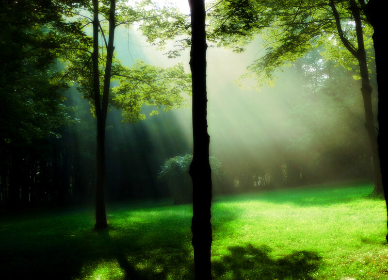 Sunlight Through Forest — Green, Serene, Morning, Photograph, Trees, Grass, Sunbeams, Black