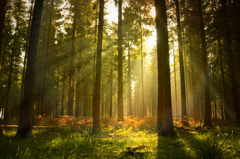 Sunlight Through Forest — Green, Serene, Morning, Photograph, Trees, Grass, Sunbeams