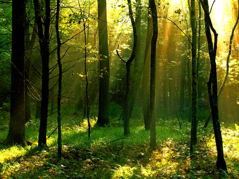 Sunlight Through Forest — Green, Serene, Morning, Photograph, Trees, Grass