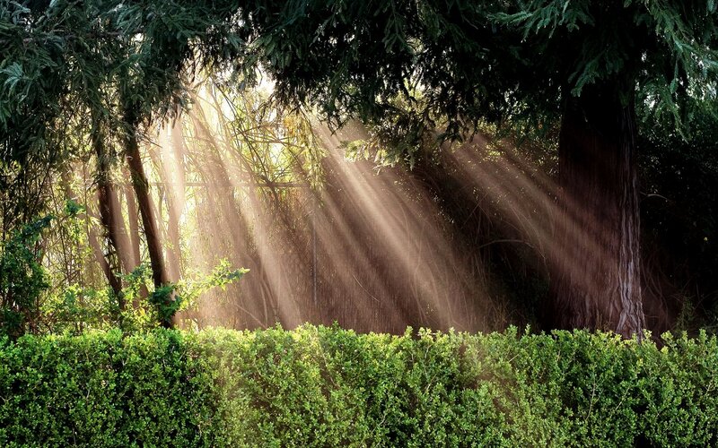 Sunlight Through Forest — Green, Serene, Morning, Photograph, Trees, Hedge