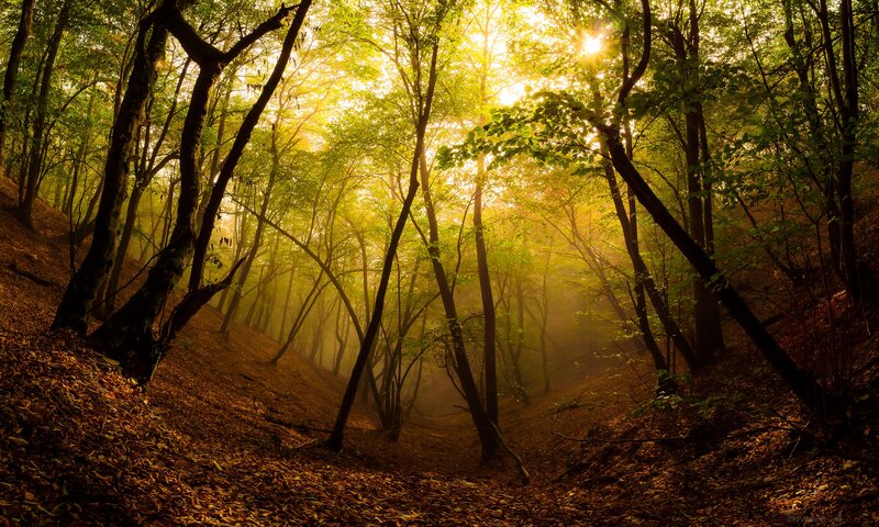 Sunlight Through Forest — Green, Serene, Morning, Photograph, Trees, Leaves, Fog