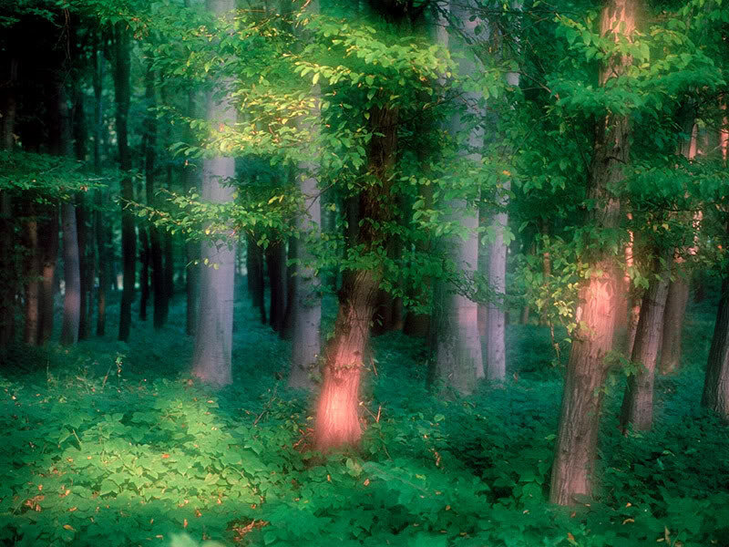 Sunlight Through Forest — Green, Serene, Morning, Photograph, Trees, Leaves, Forest Floor, Brown