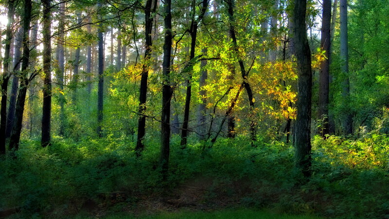 Sunlight Through Forest — Green, Serene, Morning, Photograph, Trees, Leaves, Forest Floor
