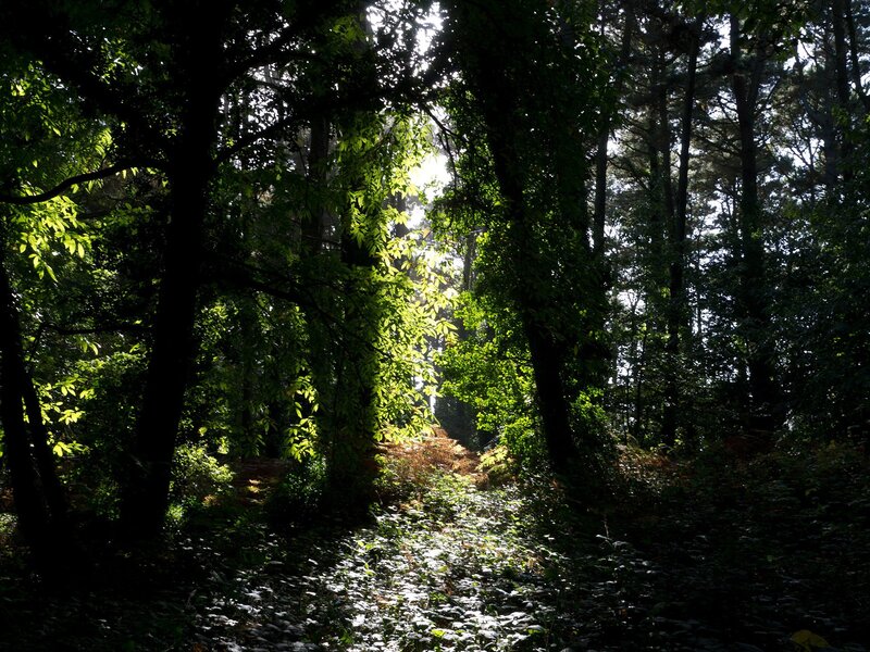 Sunlight Through Forest — Green, Serene, Morning, Photograph, Trees, Leaves, Path, Brown, Black