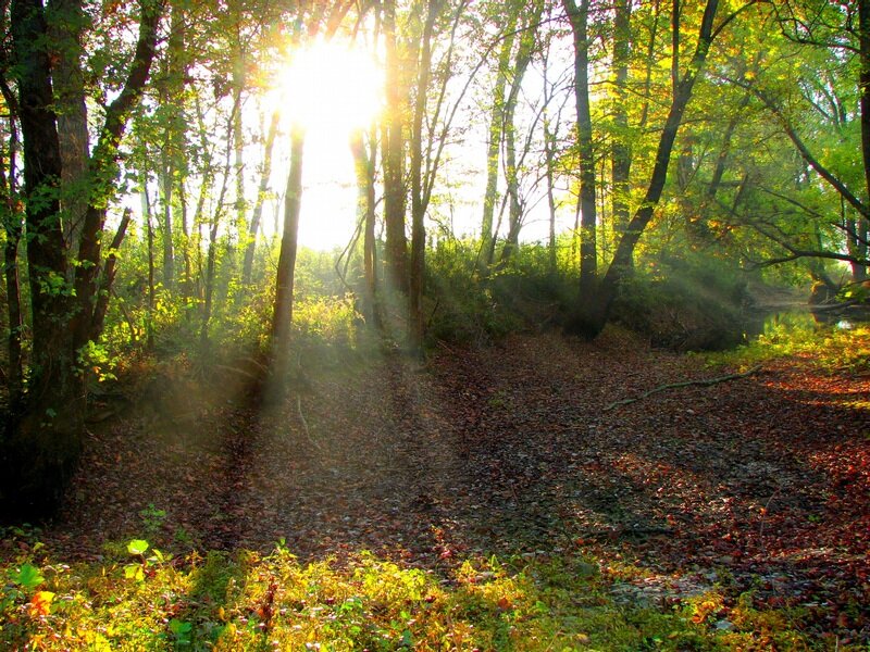 Sunlight Through Forest — Green, Serene, Morning, Photograph, Trees, Leaves, Path