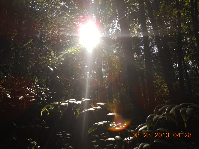 Sunlight Through Forest — Green, Serene, Morning, Photograph, Trees, Leaves, Sun