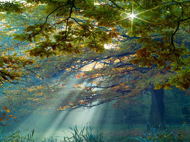 Sunlight Through Forest — Green, Serene, Morning, Photograph, Trees, Leaves, Sunbeams