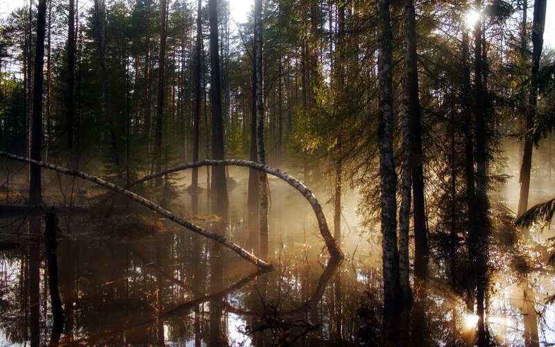 Sunlight Through Forest — Green, Serene, Morning, Photograph, Trees, Mist, Fallen Tree, Reflection