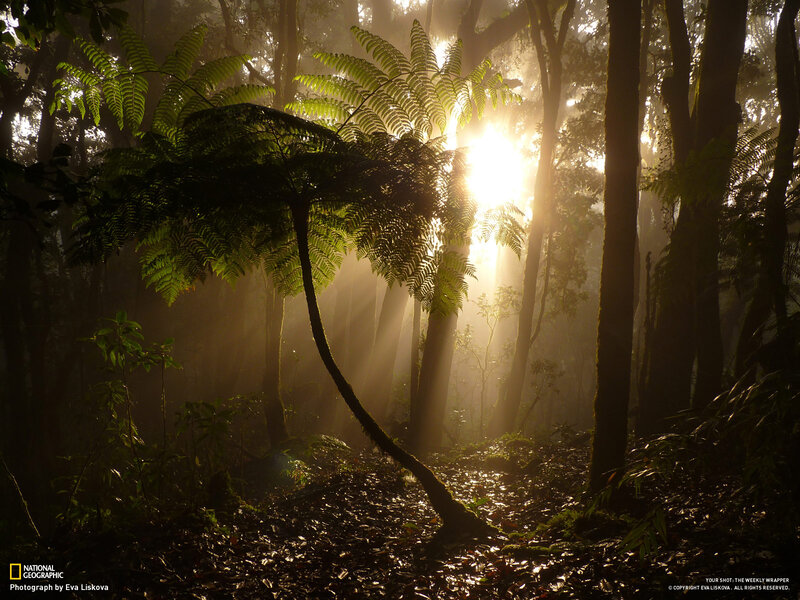 Sunlight Through Forest — Green, Serene, Morning, Photograph, Trees, Mist, Fern