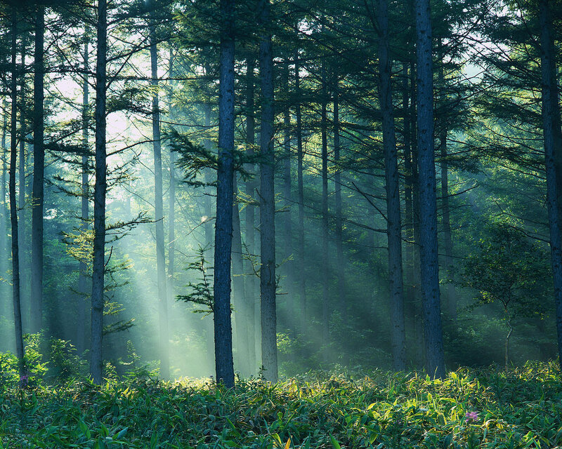 Sunlight Through Forest — Green, Serene, Morning, Photograph, Trees, Mist, Grass, Blue