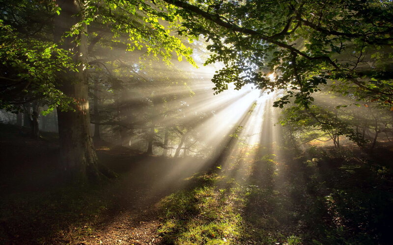 Sunlight Through Forest — Green, Serene, Morning, Photograph, Trees, Mist, Path