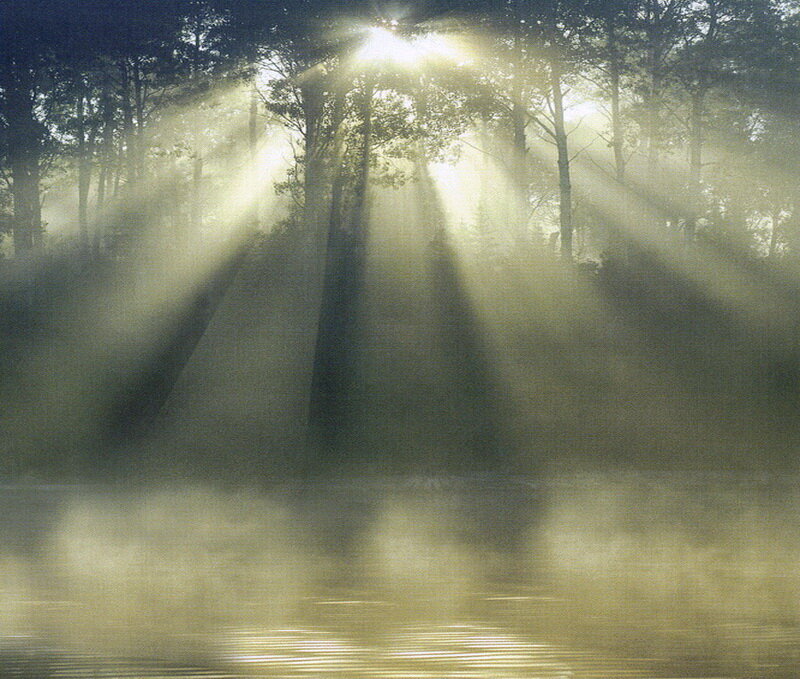 Sunlight Through Forest — Green, Serene, Morning, Photograph, Trees, Mist, River