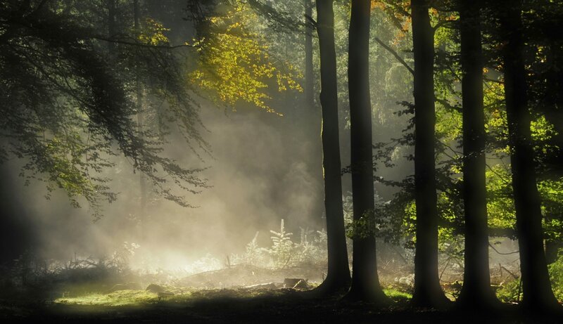Sunlight Through Forest — Green, Serene, Morning, Photograph, Trees, Mist, Sunbeams, Brown