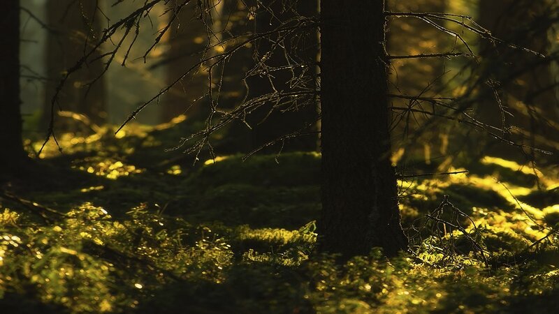 Sunlight Through Forest — Green, Serene, Morning, Photograph, Trees, Moss, Branches