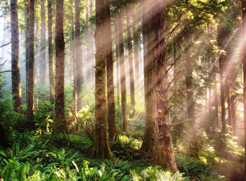 Sunlight Through Forest — Green, Serene, Morning, Photograph, Trees, Moss, Ferns