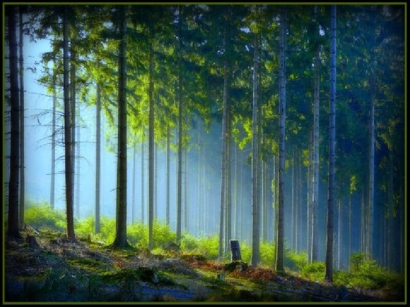 Sunlight Through Forest — Green, Serene, Morning, Photograph, Trees, Moss, Fog, Blue