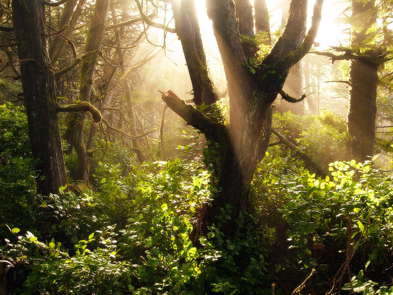 Sunlight Through Forest — Green, Serene, Morning, Photograph, Trees, Moss, Foliage
