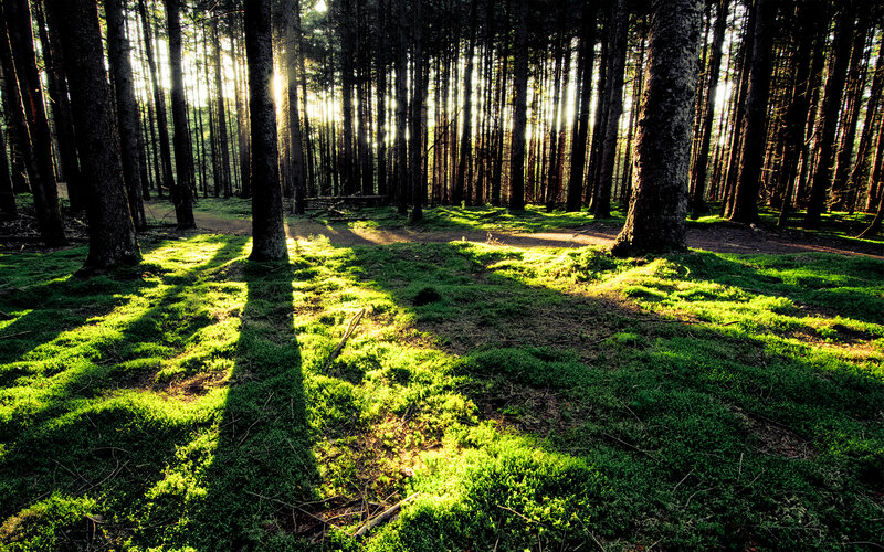 Sunlight Through Forest — Green, Serene, Morning, Photograph, Trees, Moss, Path
