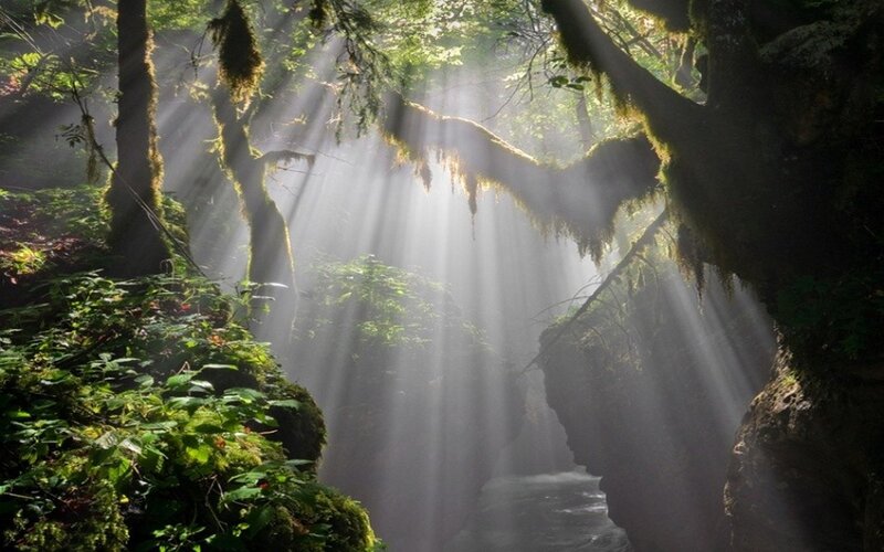 Sunlight Through Forest — Green, Serene, Morning, Photograph, Trees, Moss, Stream