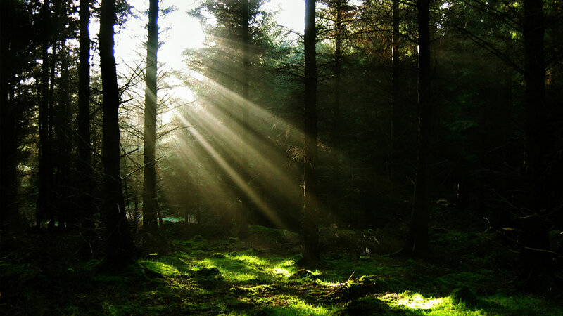 Sunlight Through Forest — Green, Serene, Morning, Photograph, Trees, Moss, Sunbeams, Black
