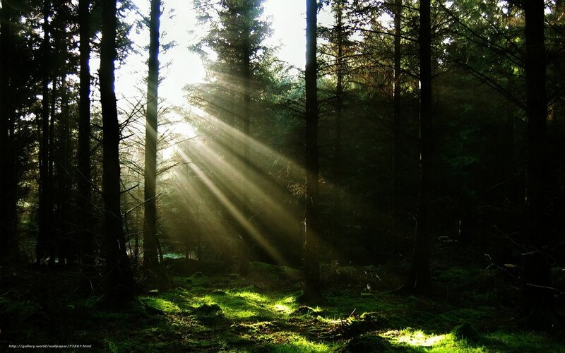 Sunlight Through Forest — Green, Serene, Morning, Photograph, Trees, Moss, Sunbeams