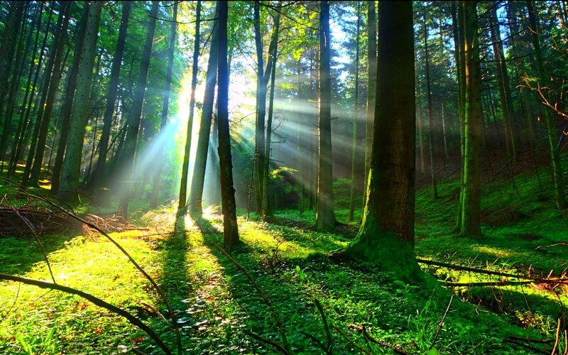 Sunlight Through Forest — Green, Serene, Morning, Photograph, Trees, Moss, Sunbeams, Yellow