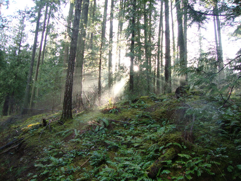 Sunlight Through Forest — Green, Serene, Morning, Photograph, Trees, Moss