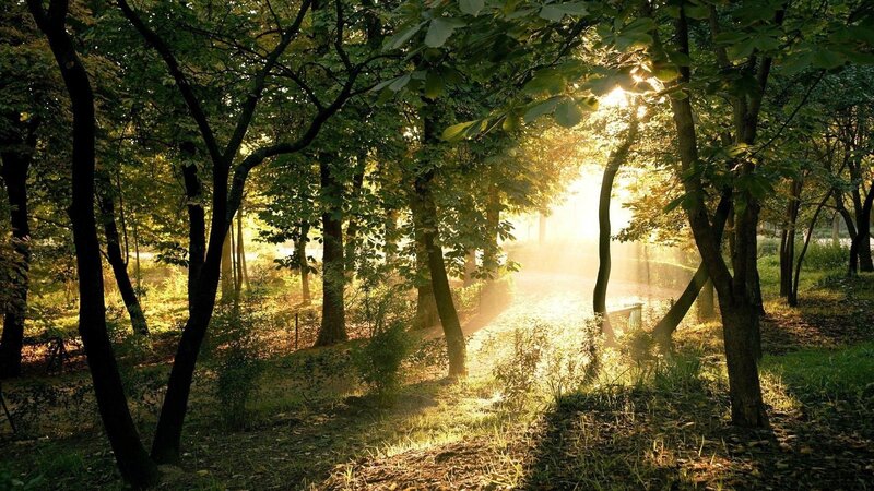 Sunlight Through Forest — Green, Serene, Morning, Photograph, Trees, Path, Bench