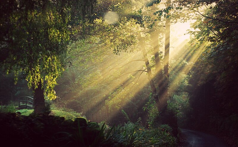 Sunlight Through Forest — Green, Serene, Morning, Photograph, Trees, Path, Bridge