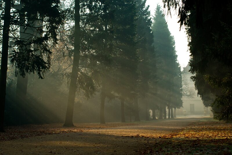 Sunlight Through Forest — Green, Serene, Morning, Photograph, Trees, Path, Building