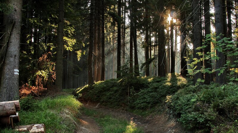 Sunlight Through Forest — Green, Serene, Morning, Photograph, Trees, Path, Bushes