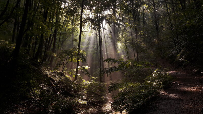 Sunlight Through Forest — Green, Serene, Morning, Photograph, Trees, Path, Dust