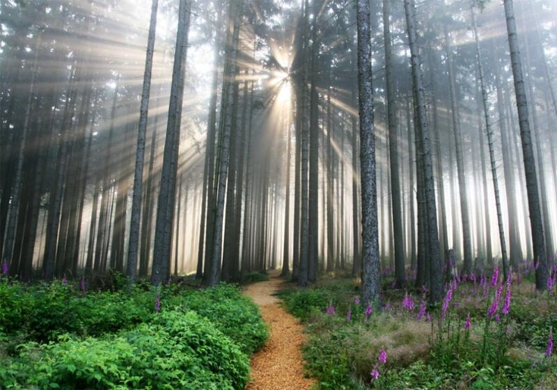 Sunlight Through Forest — Green, Serene, Morning, Photograph, Trees, Path, Flowers