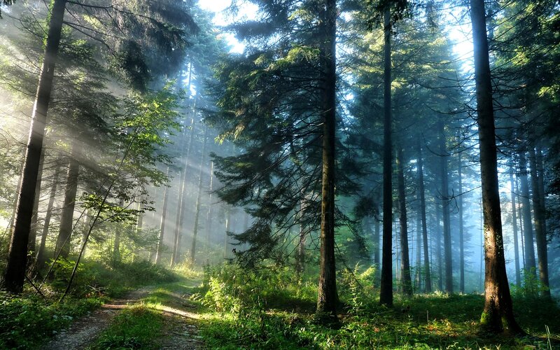Sunlight Through Forest — Green, Serene, Morning, Photograph, Trees, Path, Fog, Sunbeams