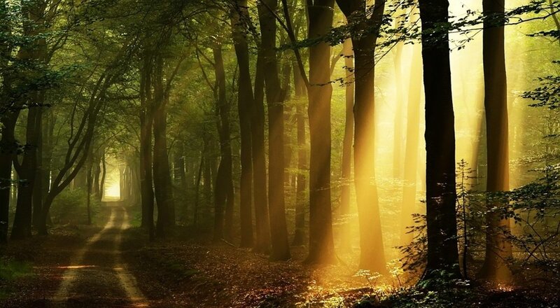 Sunlight Through Forest — Green, Serene, Morning, Photograph, Trees, Path, Fog, Yellow, Brown